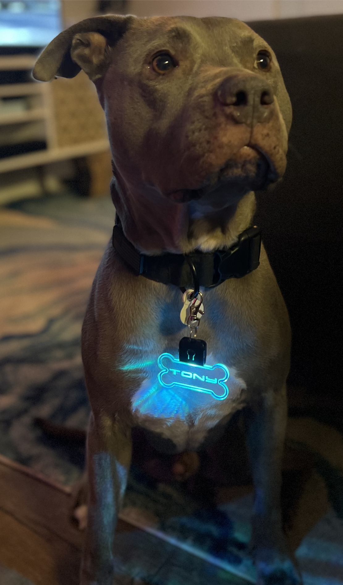 LED Dog Tags